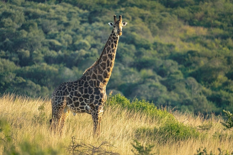 Giraffe in the wild